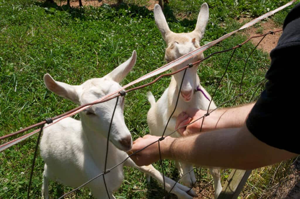 feeding the goats