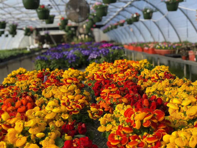 closeup of yellow and red flowers