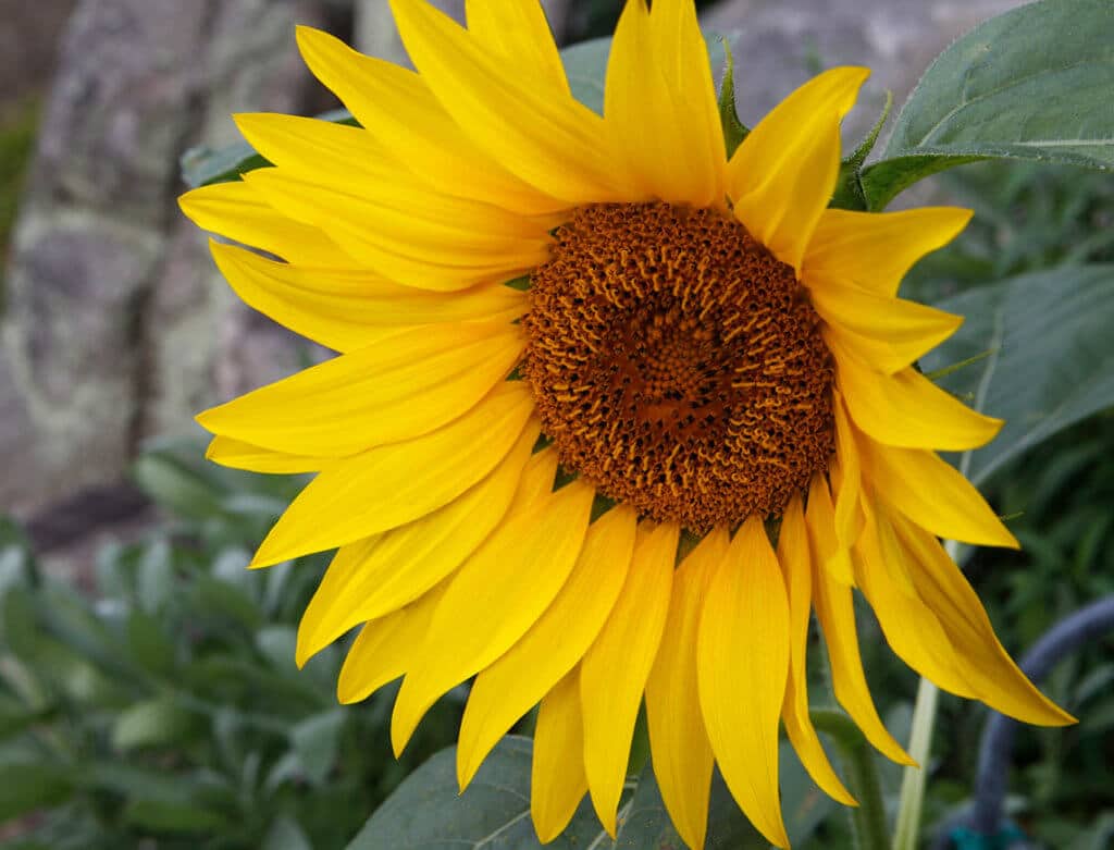 closeup of sunflower