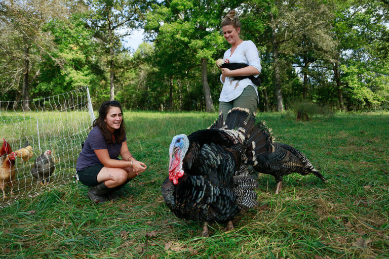 turkeys at the farm