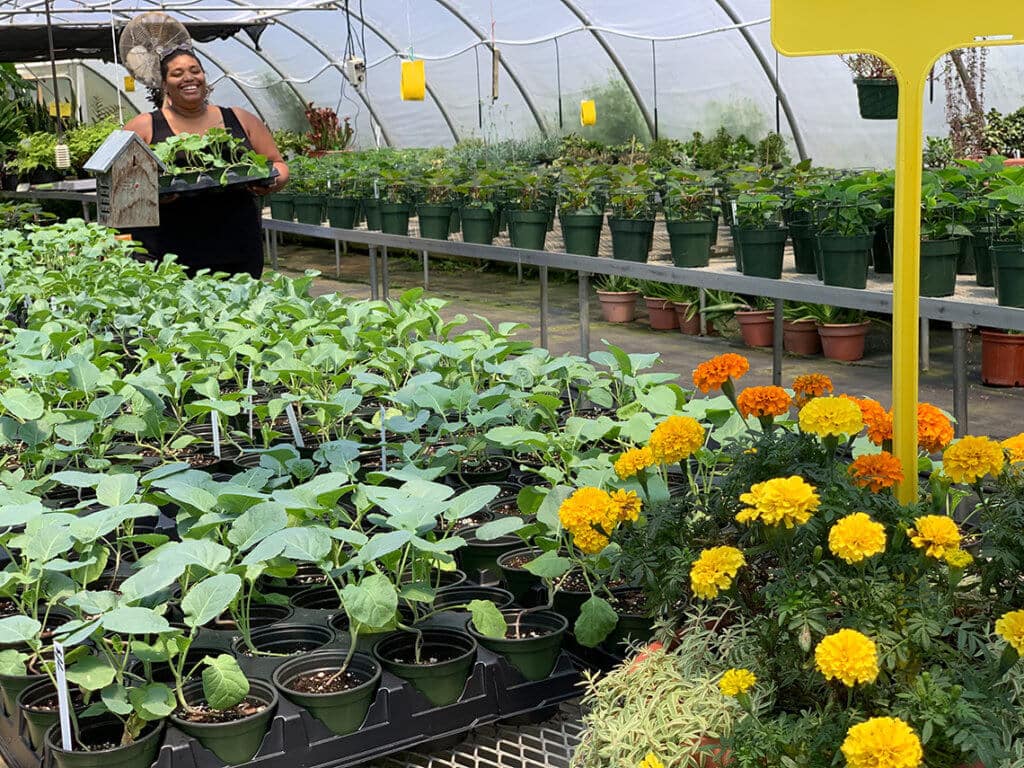 carrying plants in the greenhouse