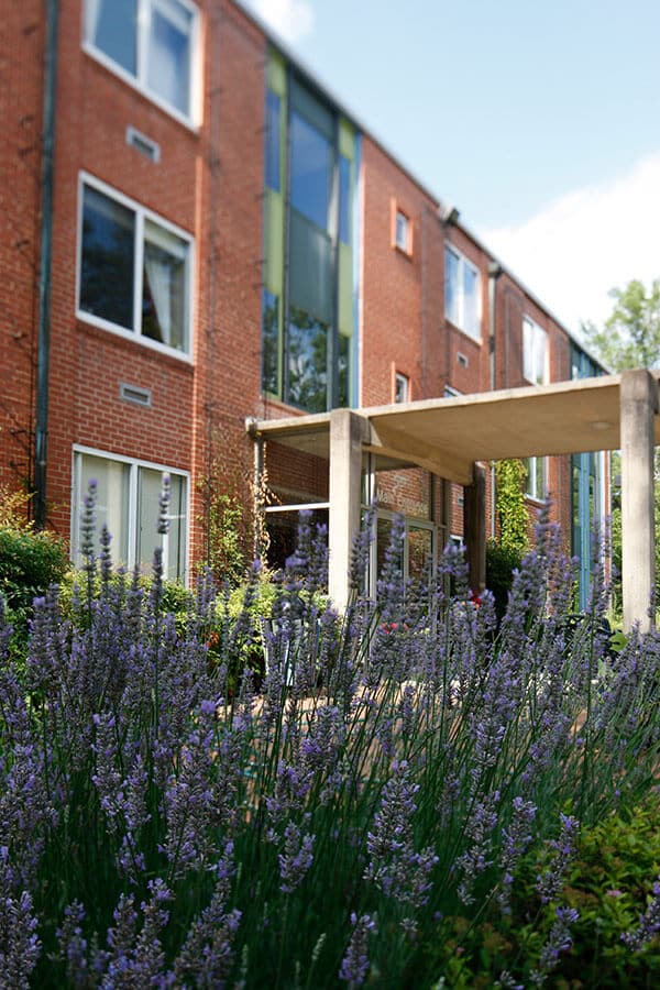 lavender in front of main building