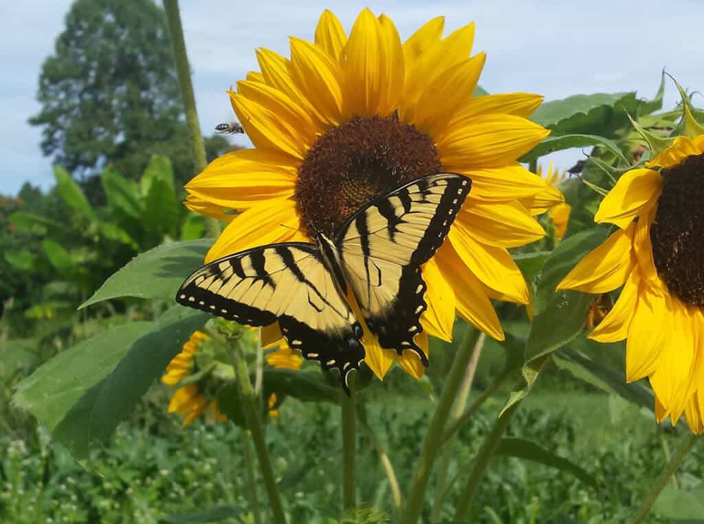 monarch butterfly on sunflower