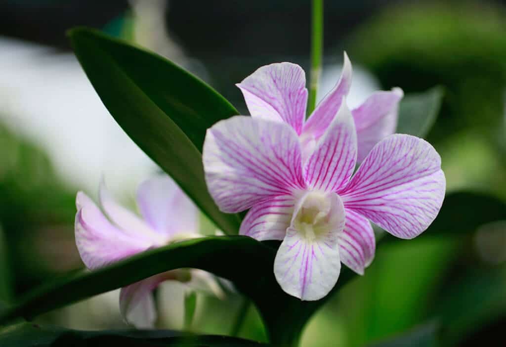 pink and white orchid