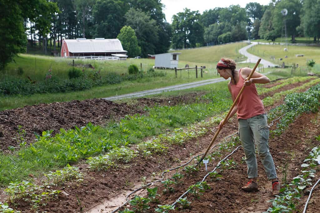 tending rows of plants