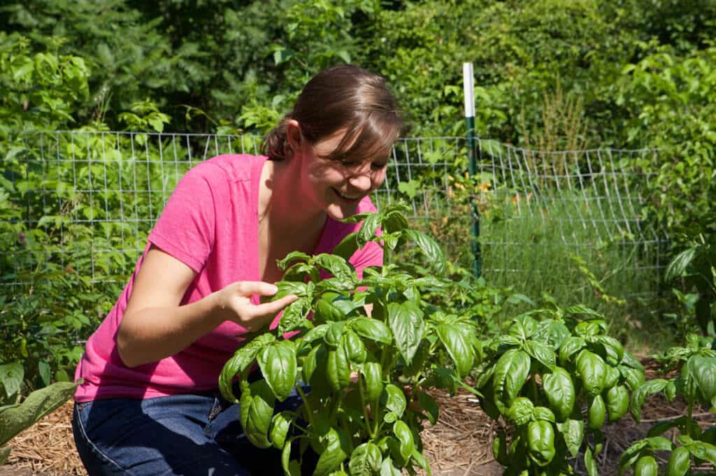 woman smiling tending basil plants