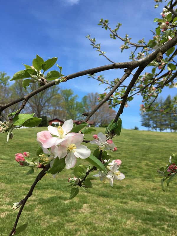 spring blossoms