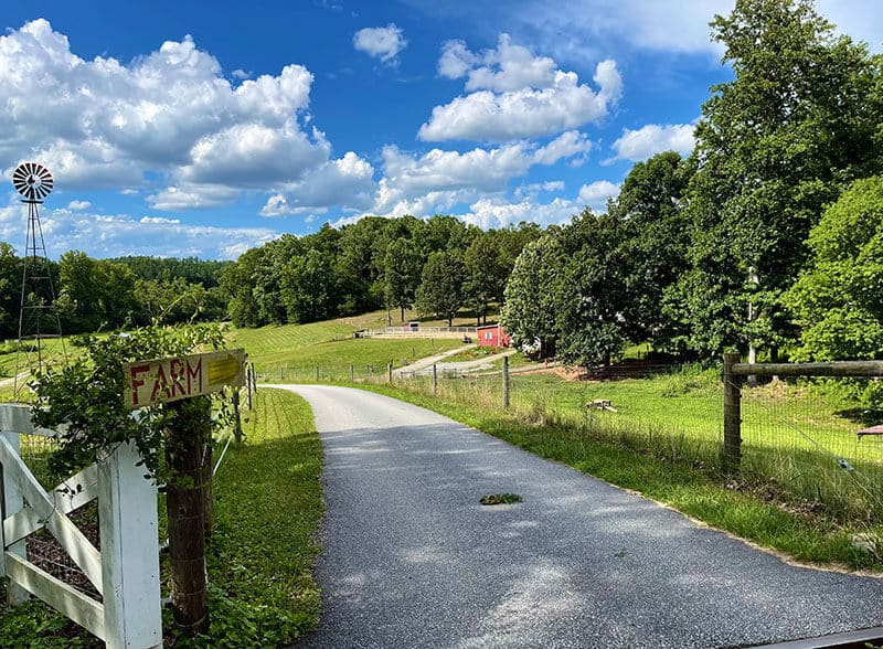 The rolling hills and windmill at The Farm in summer