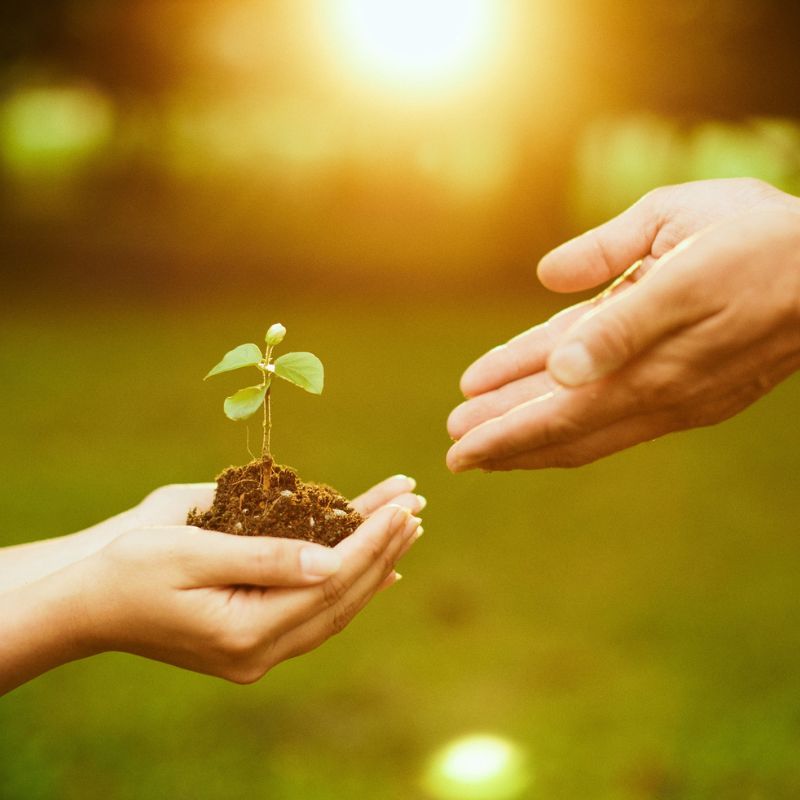 closeup of hands: one person offers a seedling to another person whose hands reach, ready to accept it.