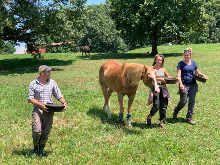 people with horses in field