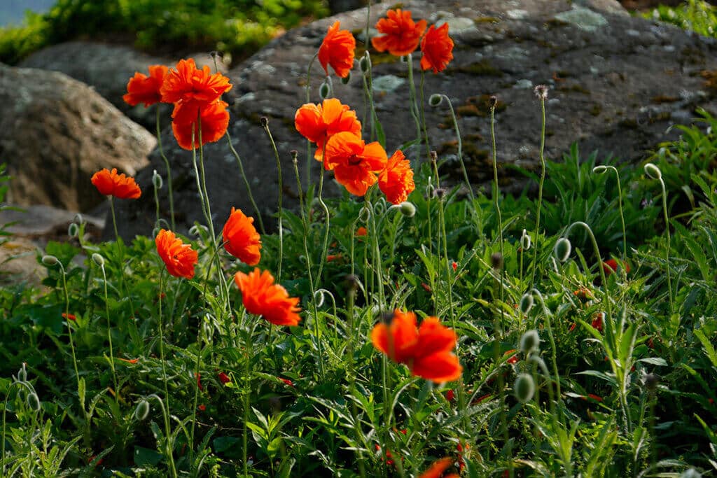 blooming poppies