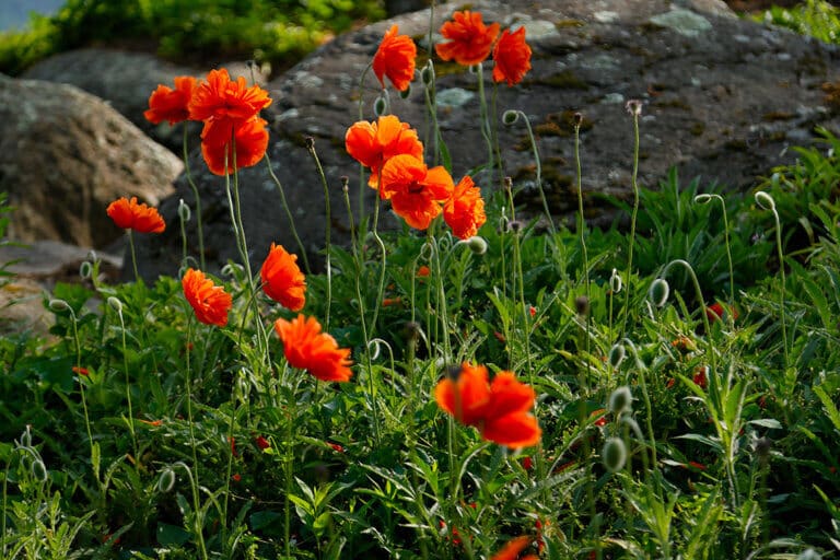 blooming poppies