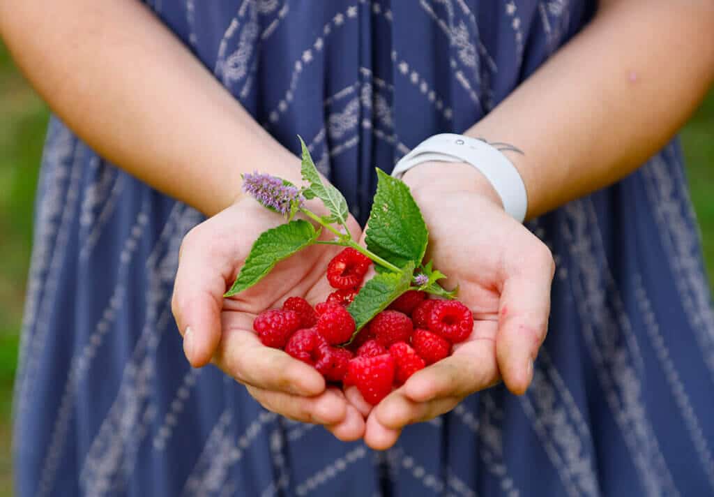 Raspberries in cupped hands