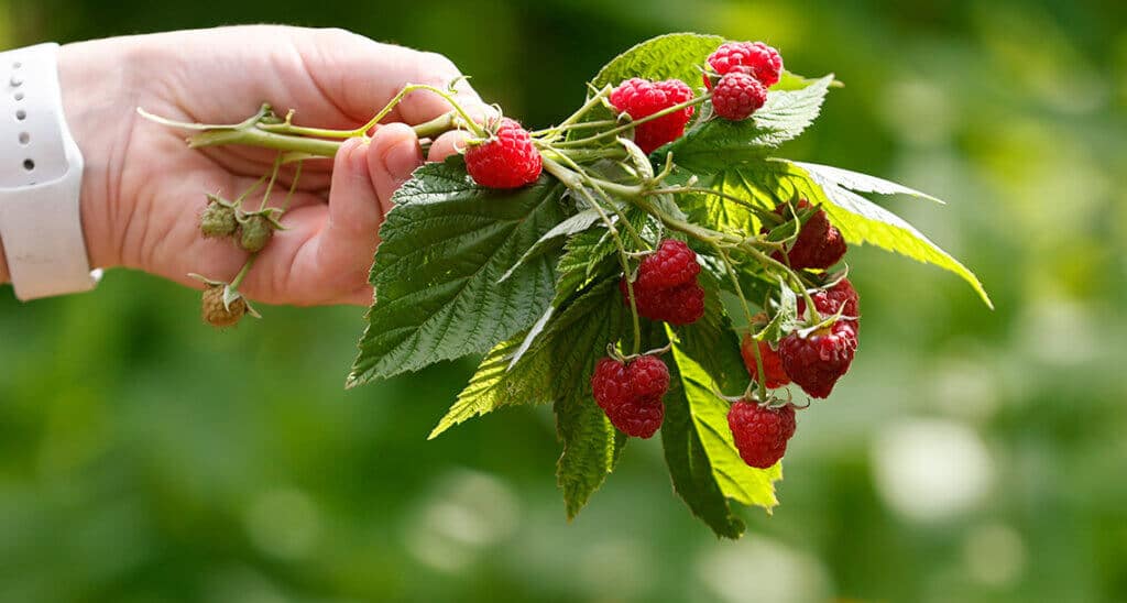hand holding raspberries