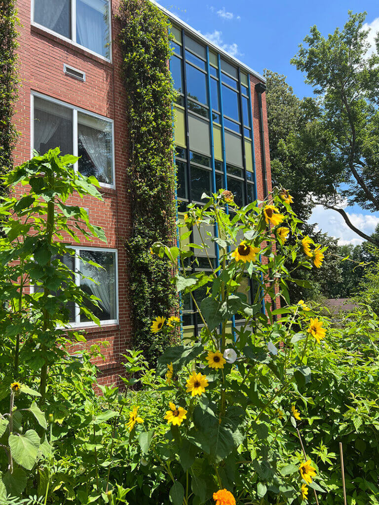 sunflowers in front of main building