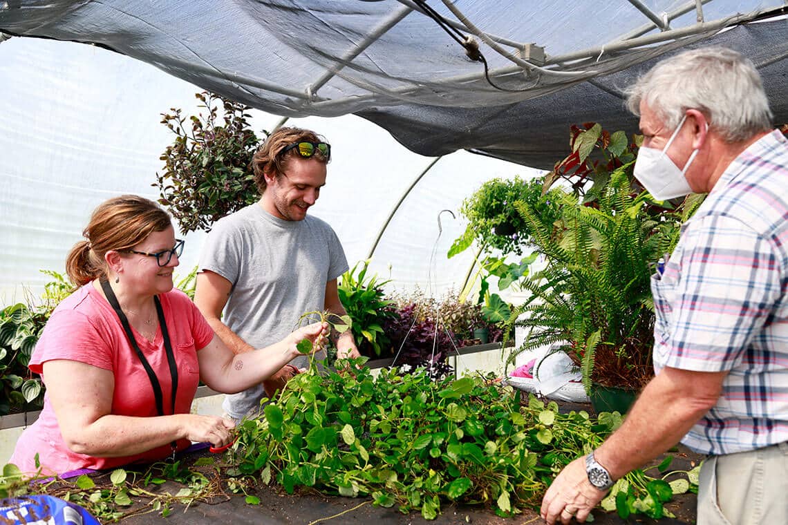 picking through plants in the greenhouse
