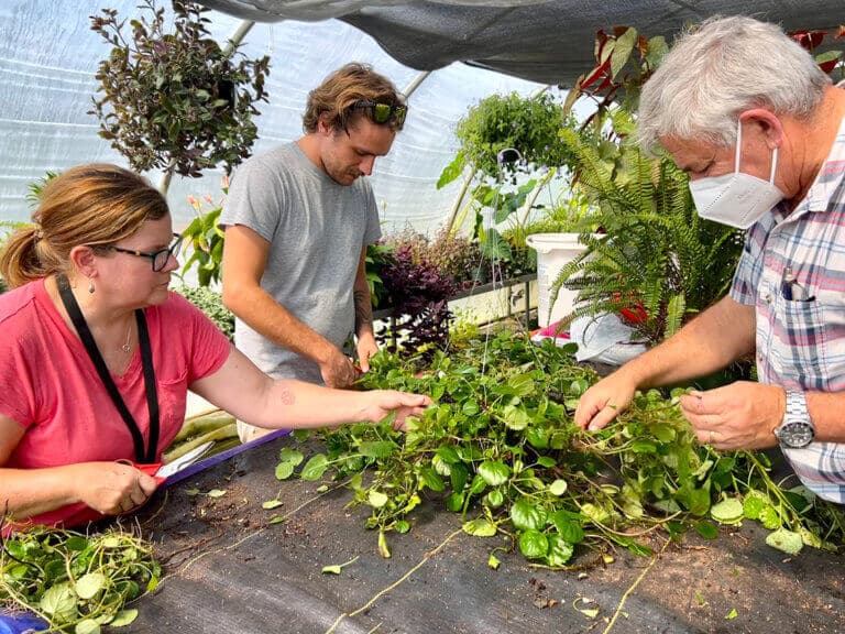 examining plants
