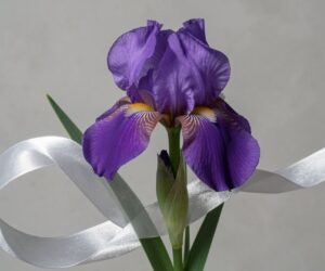 A silver ribbon wraps around a purple iris, both symbols for schizophrenia awareness
